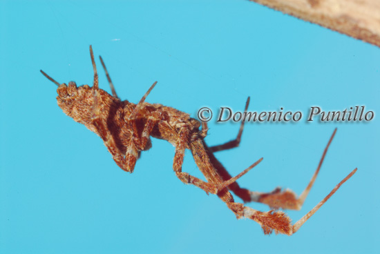 Uloborus